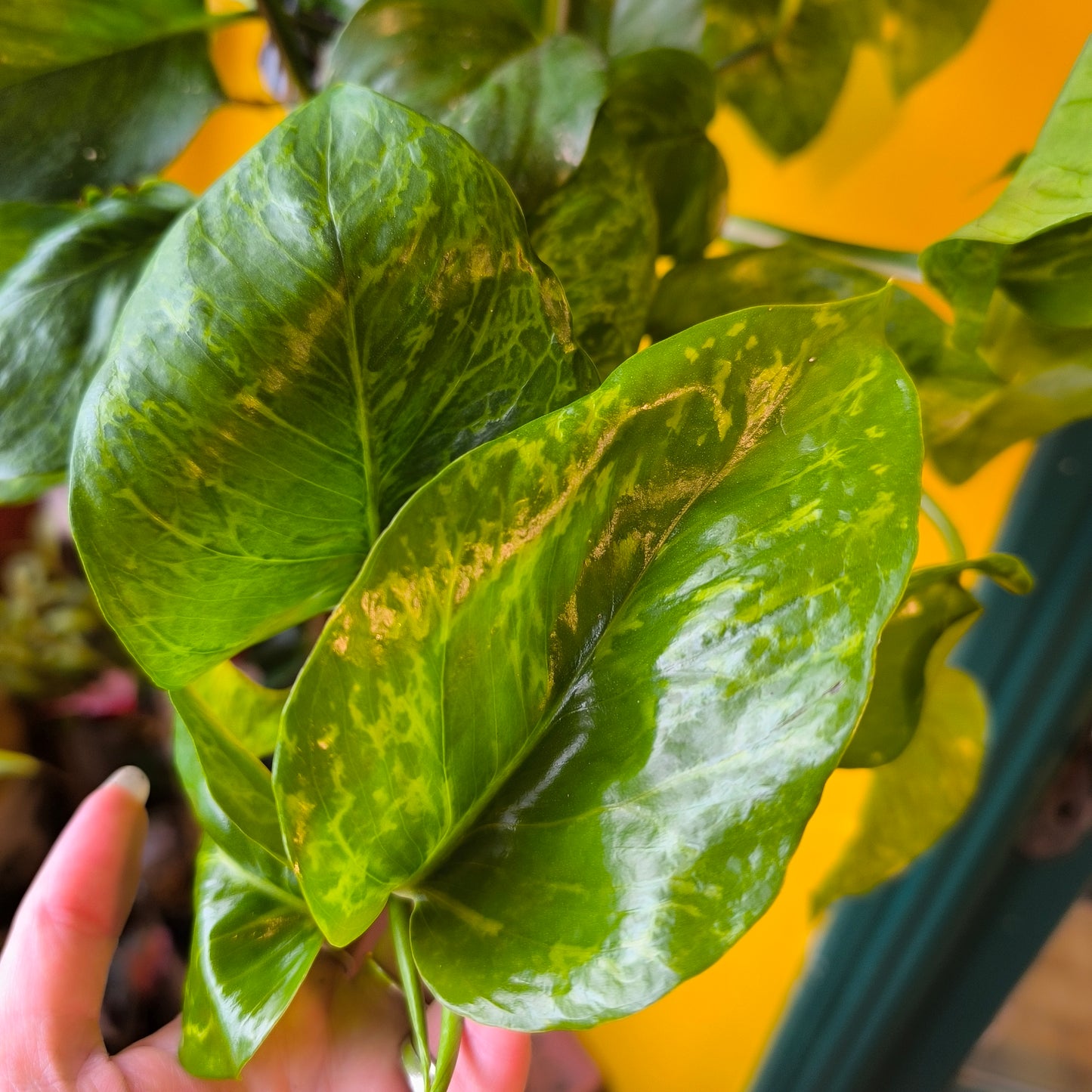 Pothos `Marble Green` -Large