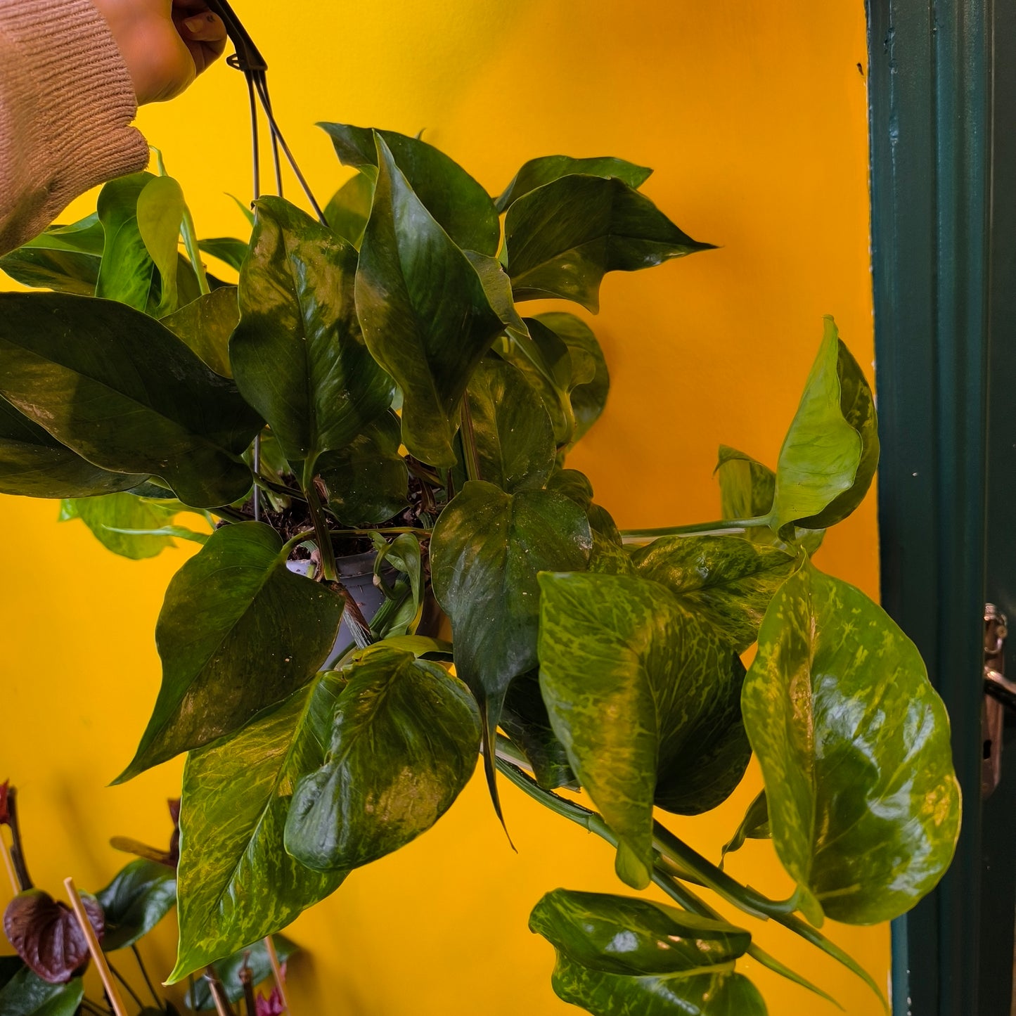 Pothos `Marble Green` -Large
