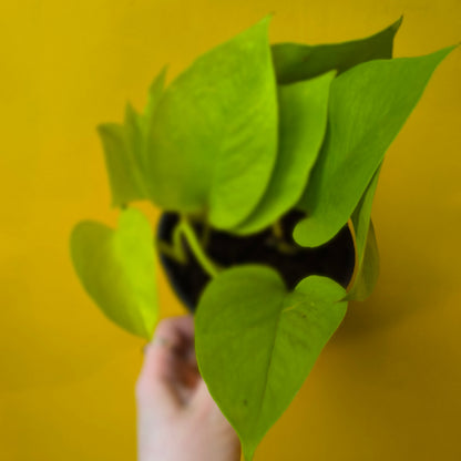 Pothos 'Golden/Lime'- Medium