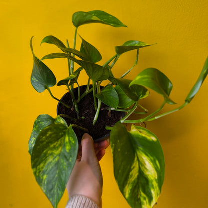 Pothos 'Golden/Lime'- Medium