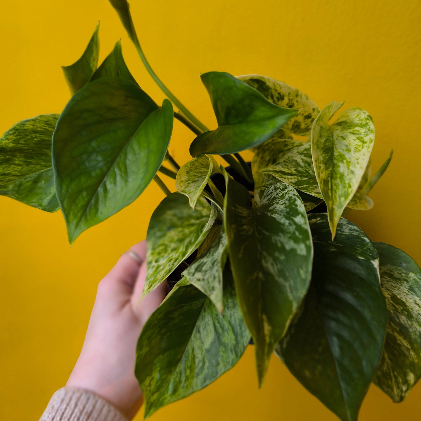 Pothos Marble Queen - Medium