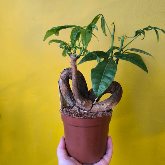 Pachira aquatica (Money Plant) - Medium