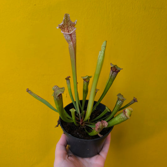 Carnivorous Pitcher Plant `Stevensii`- Medium