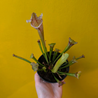 Carnivorous Pitcher Plant `Stevensii`- Medium