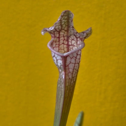 Carnivorous Pitcher Plant `Stevensii`- Medium