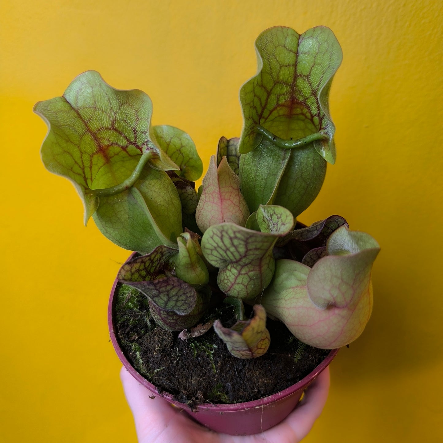 Carnivorous Pitcher Plant `Sylwia`- Large