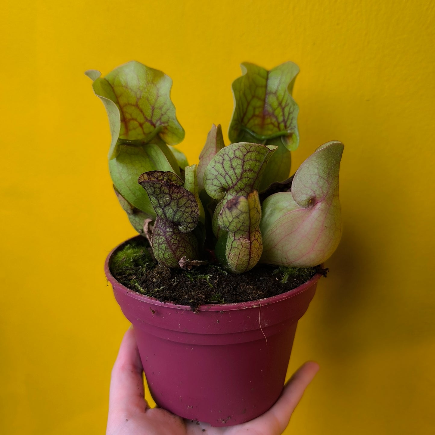 Carnivorous Pitcher Plant `Sylwia`- Large