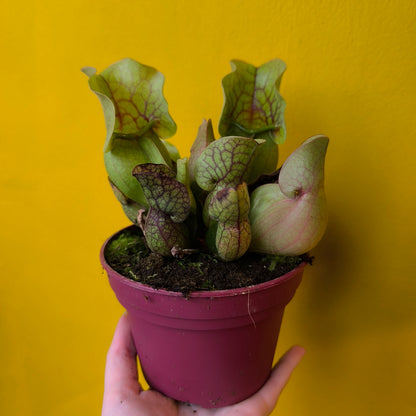 Carnivorous Pitcher Plant `Sylwia`- Large