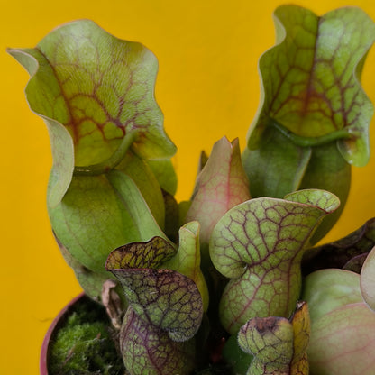 Carnivorous Pitcher Plant `Sylwia`- Large