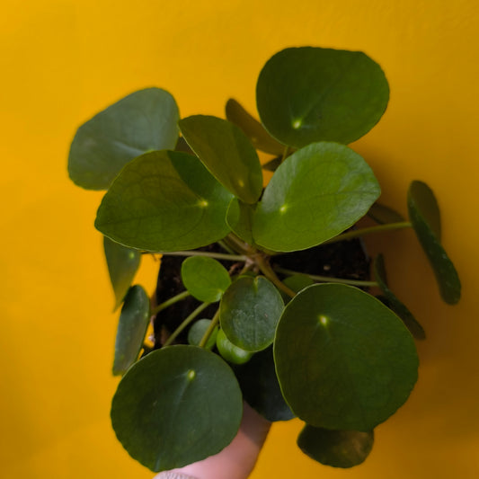 Chinese Money Plant - Medium
