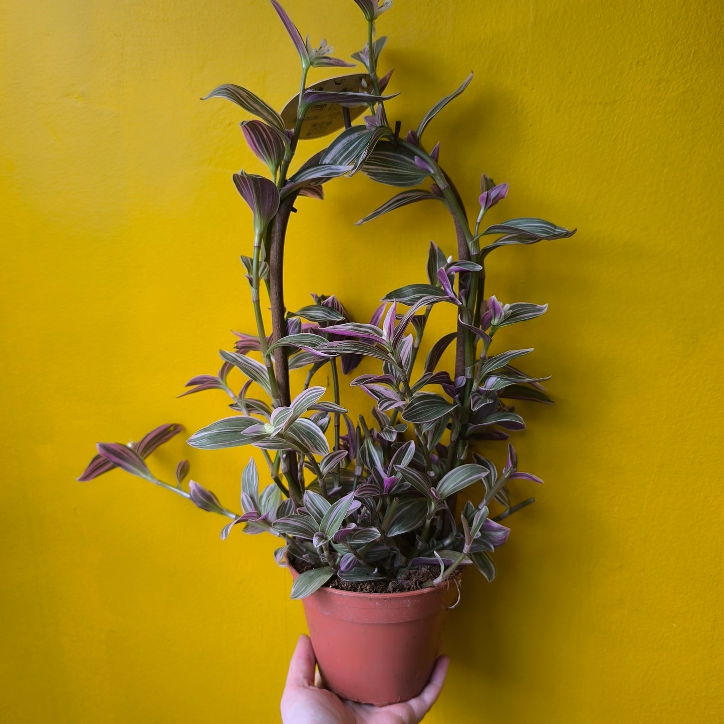 Spiderwort `Sweetness` - Climbing