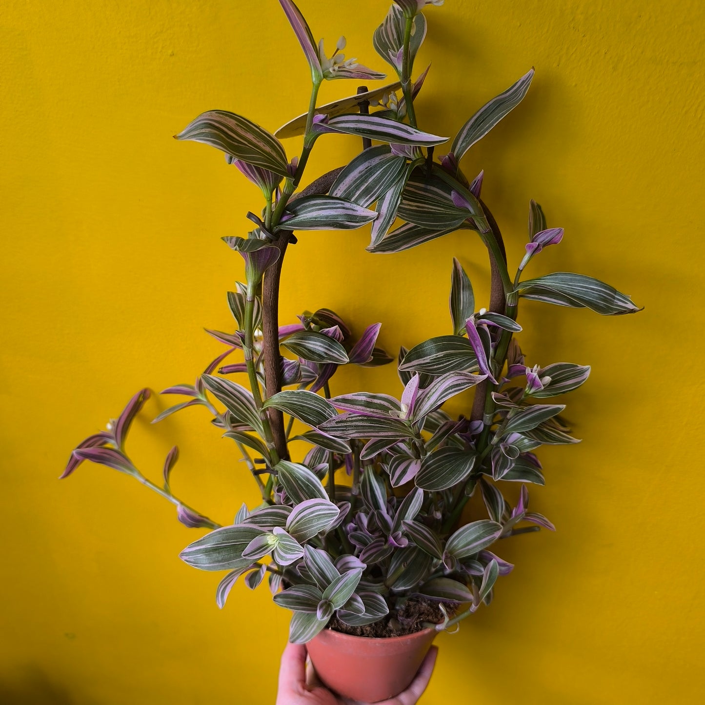 Spiderwort `Sweetness` - Climbing