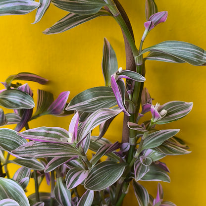 Spiderwort `Sweetness` - Climbing