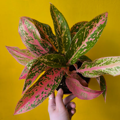 Aglaonema Chinese Evergreens - Medium Pink