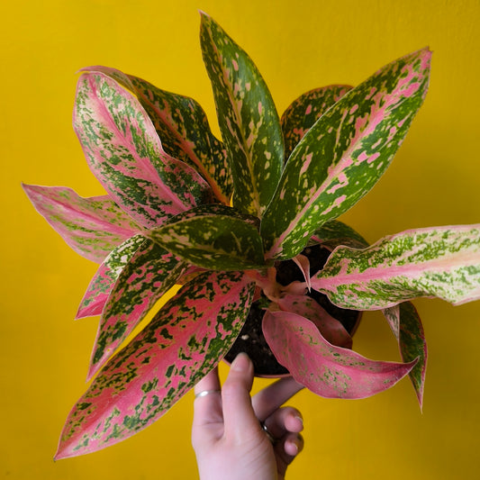 Aglaonema Chinese Evergreens - Medium Pink