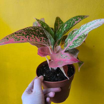 Aglaonema Chinese Evergreens - Medium Pink