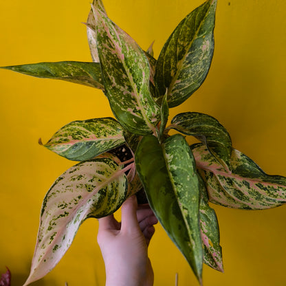 Aglaonema Chinese Evergreens - Medium Pink