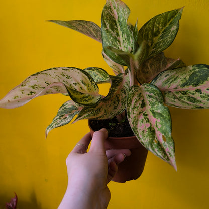 Aglaonema Chinese Evergreens - Medium Pink