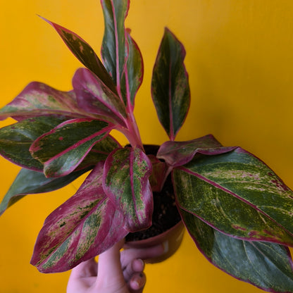 Aglaonema Chinese Evergreens - Medium Pink