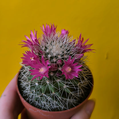 Cactus Flowering