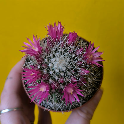 Cactus Flowering