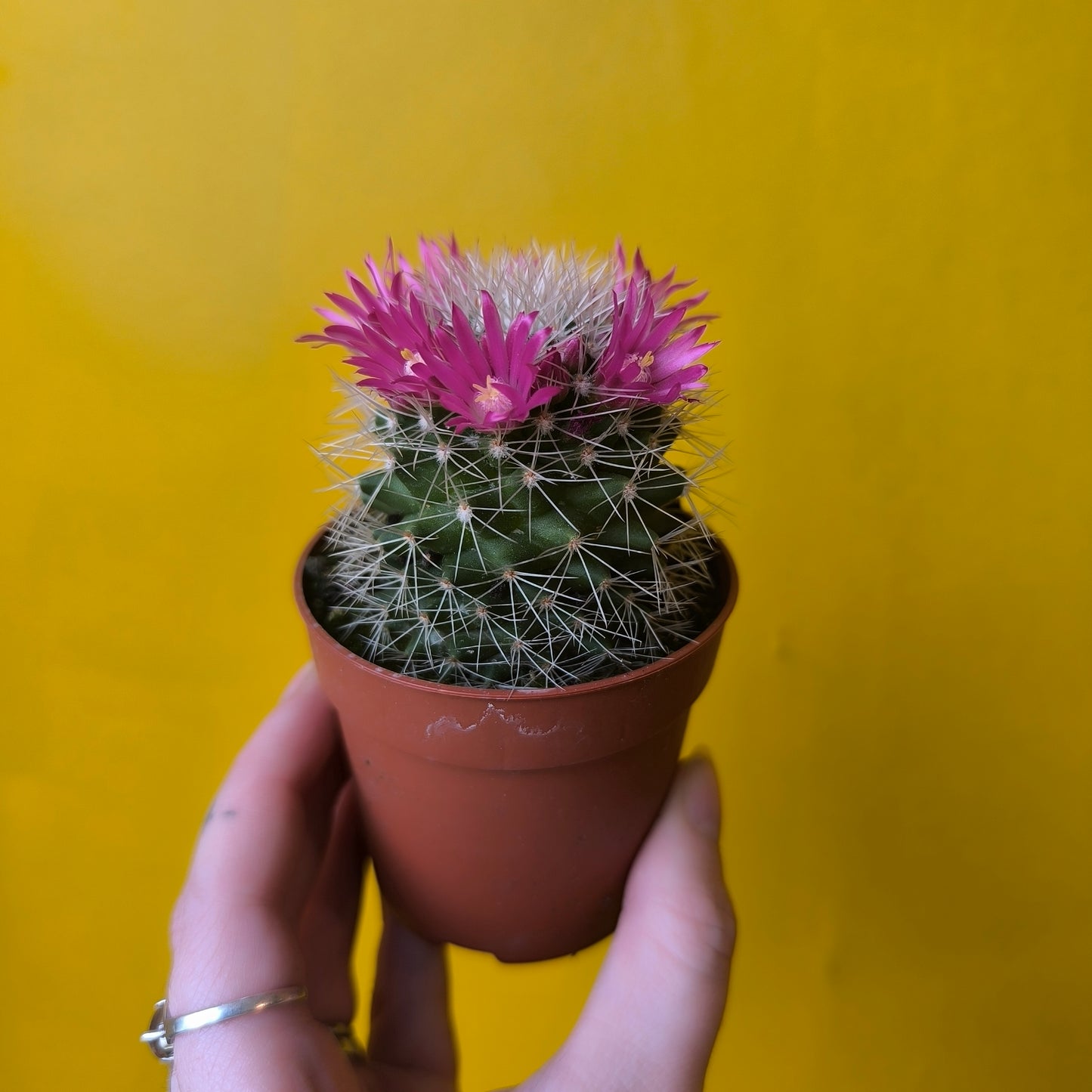 Cactus Flowering
