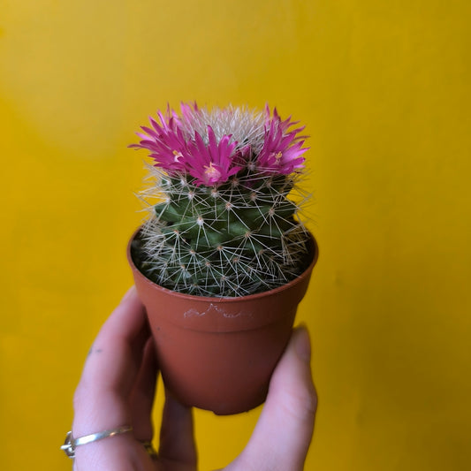 Cactus Flowering