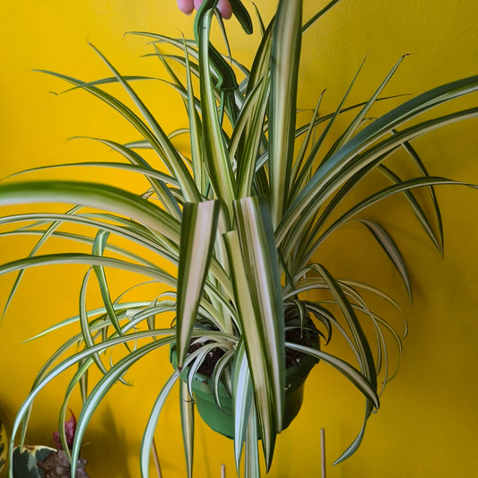 Spider Plant `Vittatum`