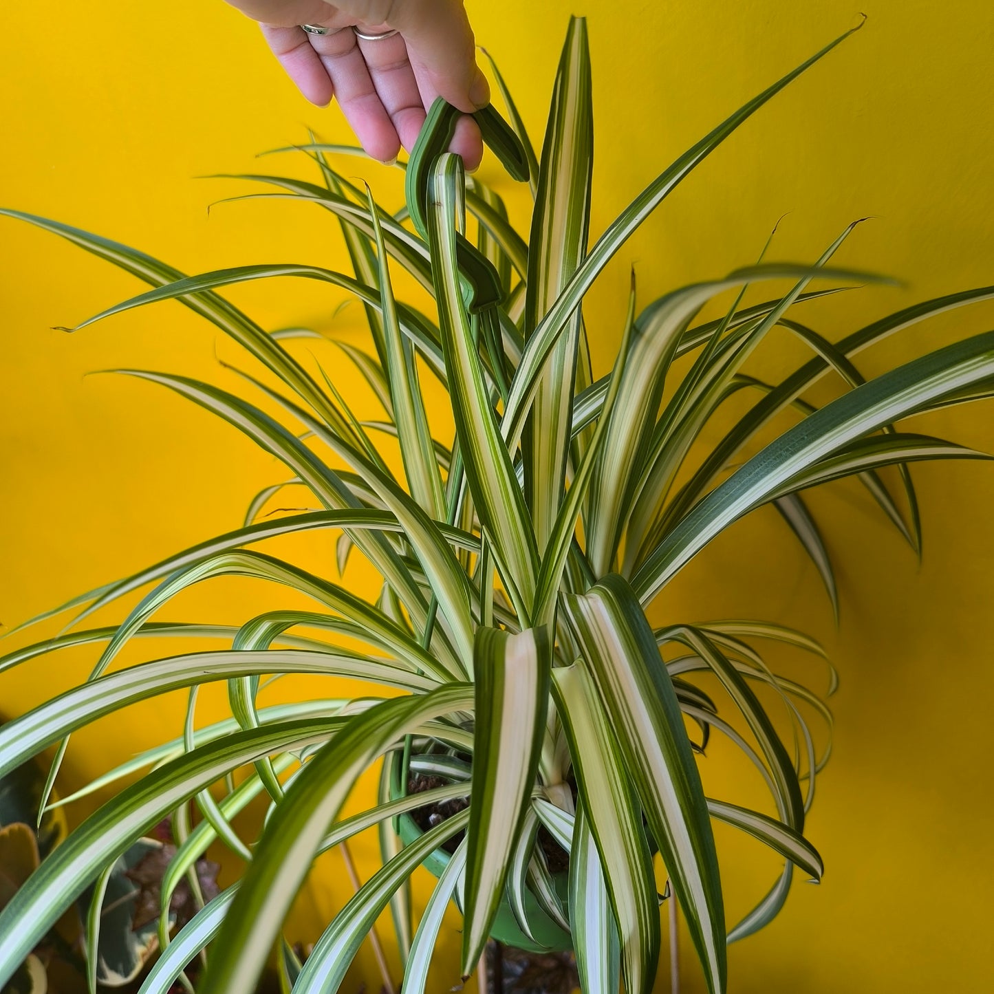 Spider Plant `Vittatum`