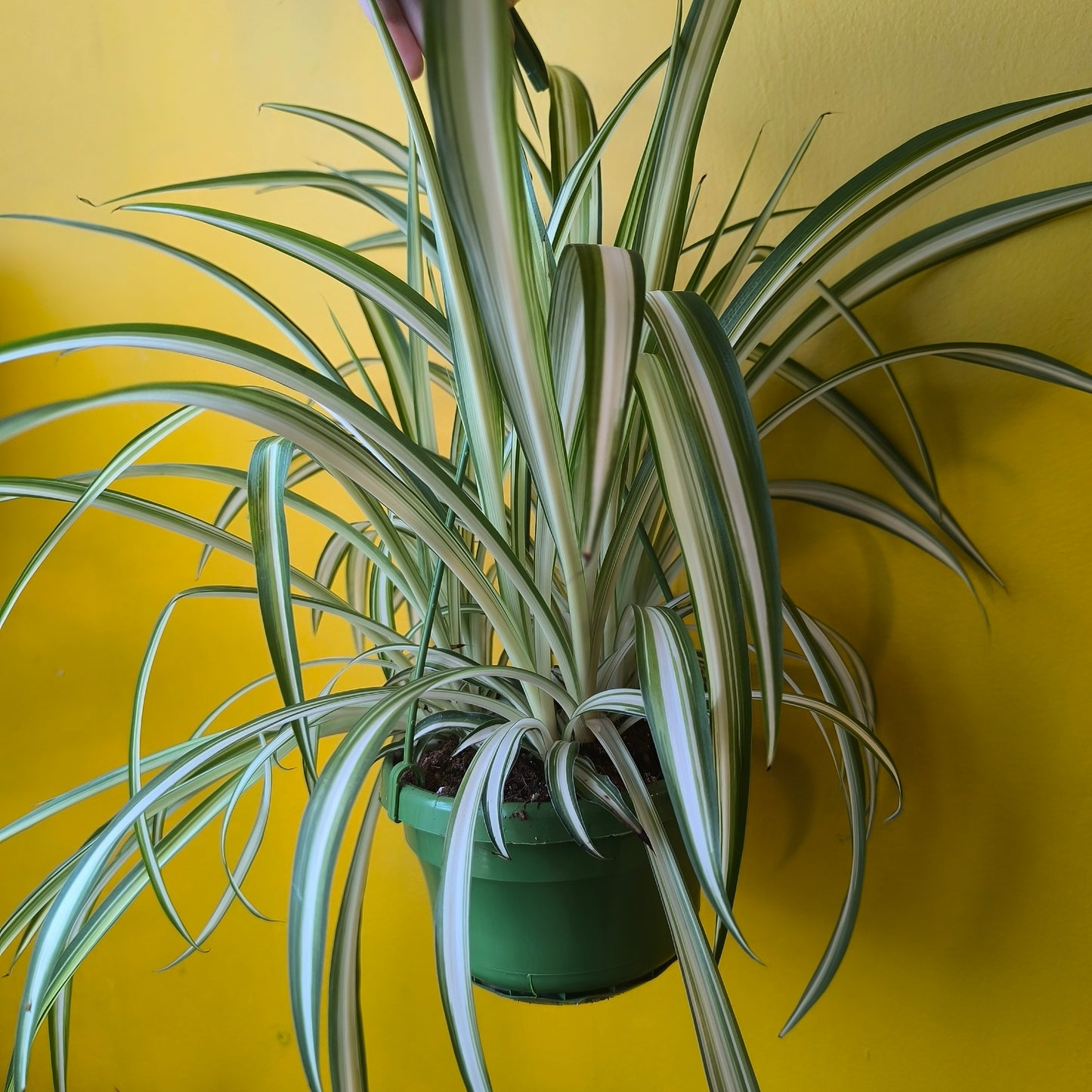 Spider Plant `Vittatum`