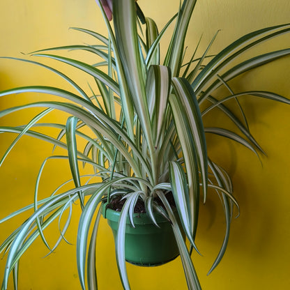 Spider Plant `Vittatum`