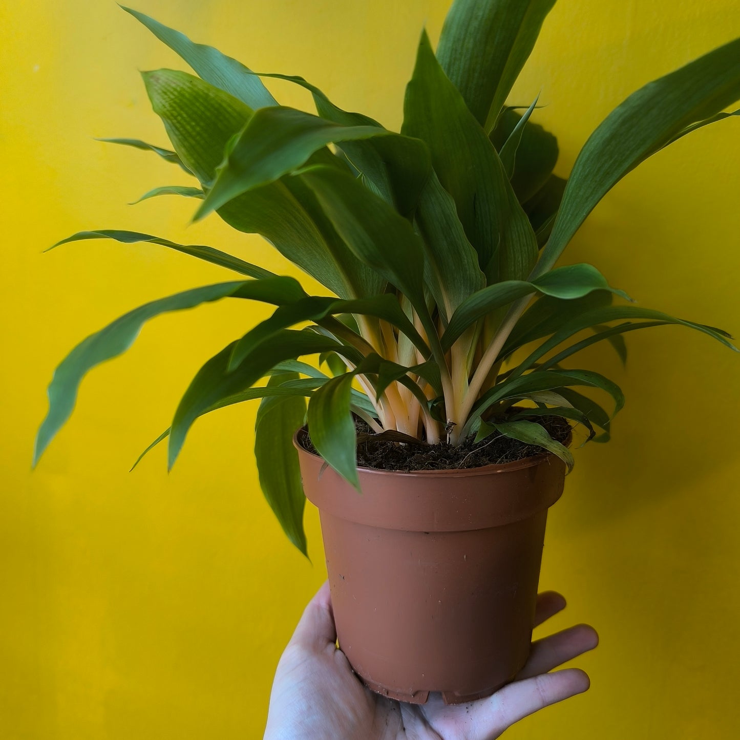 Spider Plant `Green Orange` - Medium
