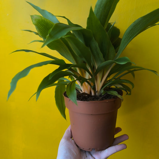 Spider Plant `Green Orange` - Medium