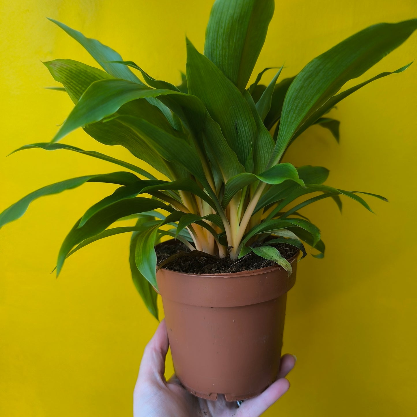 Spider Plant `Green Orange` - Medium