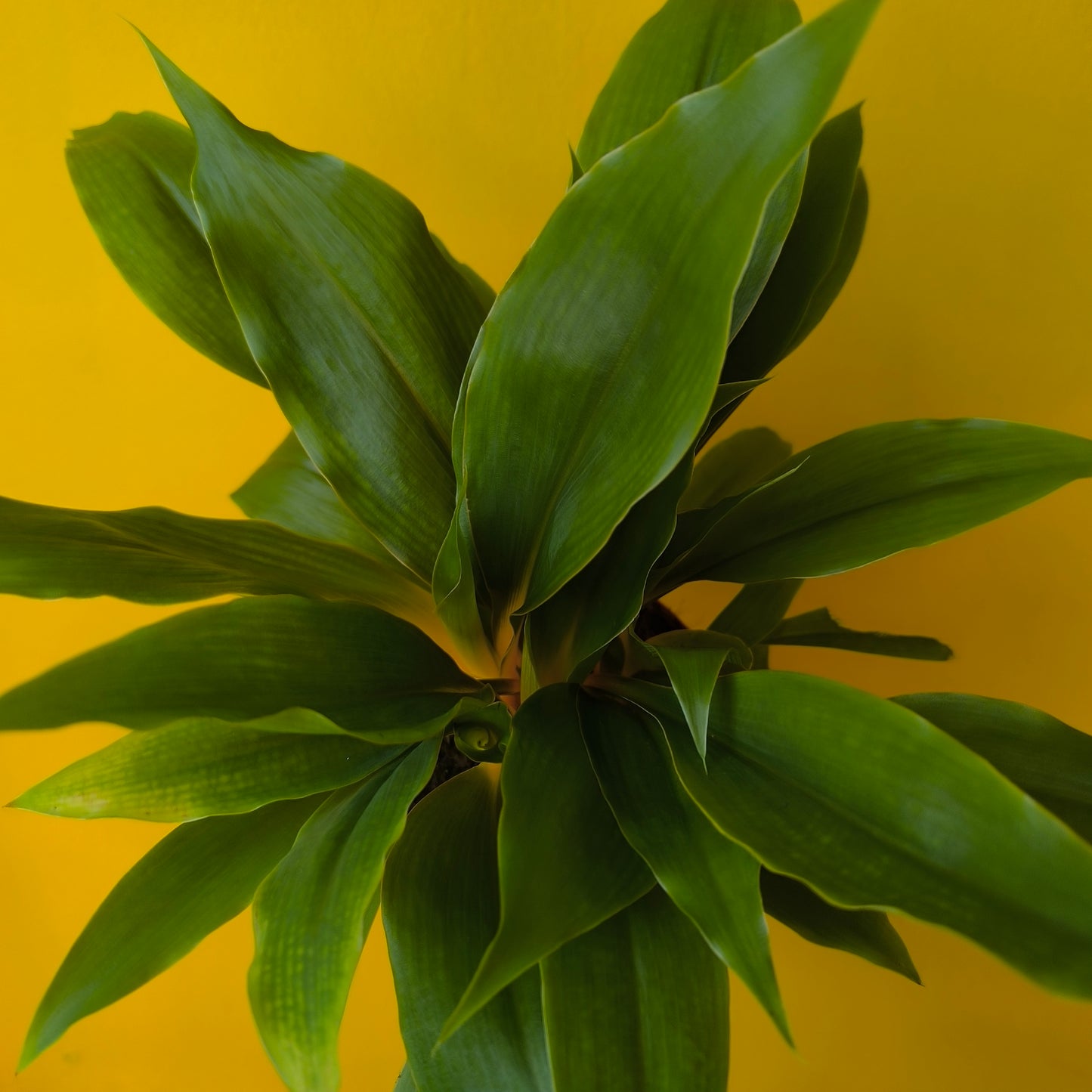 Spider Plant `Green Orange` - Medium