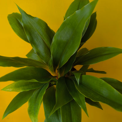 Spider Plant `Green Orange` - Medium