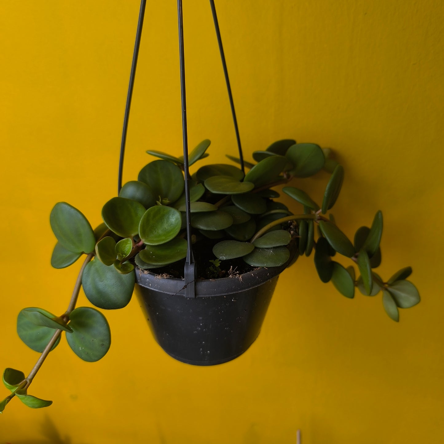 Peperomia Hope Plant