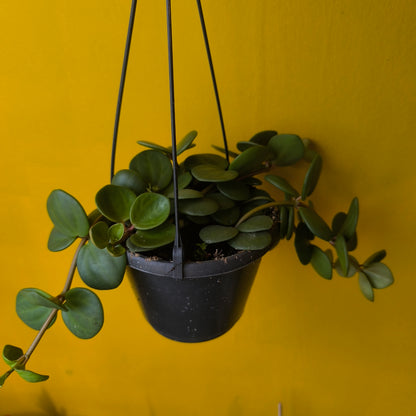 Peperomia Hope Plant