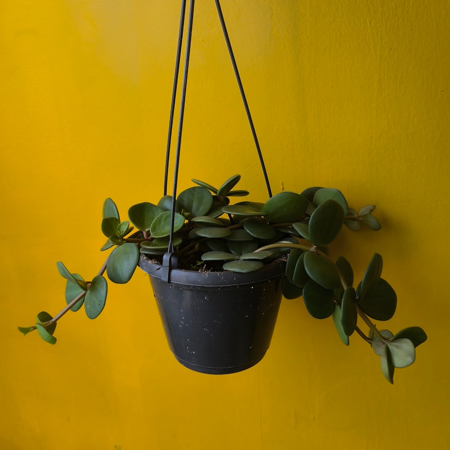 Peperomia Hope Plant