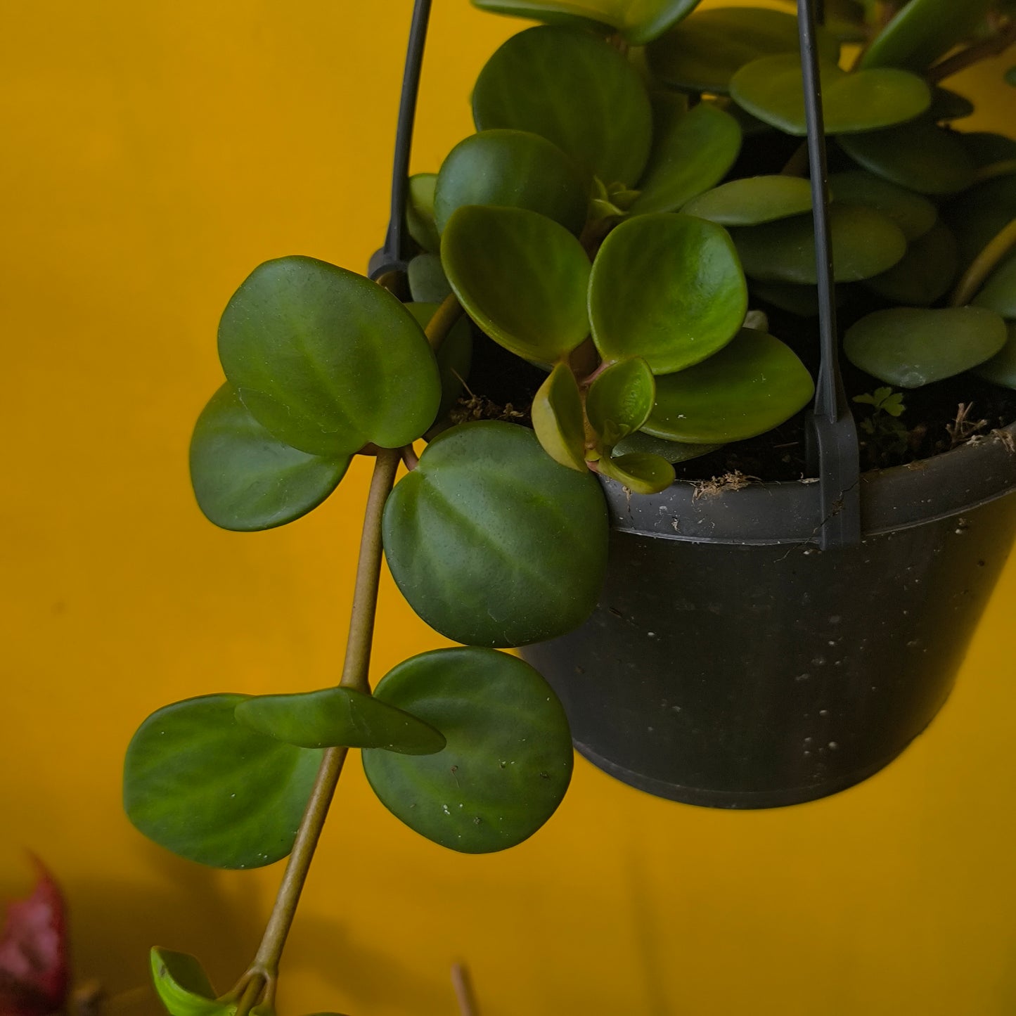 Peperomia Hope Plant