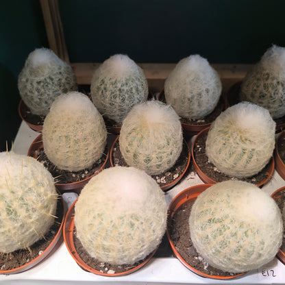 Cactus `Old Man of Peru`- Small