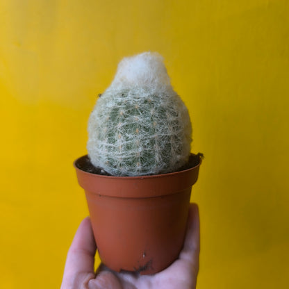 Cactus `Old Man of Peru`- Small