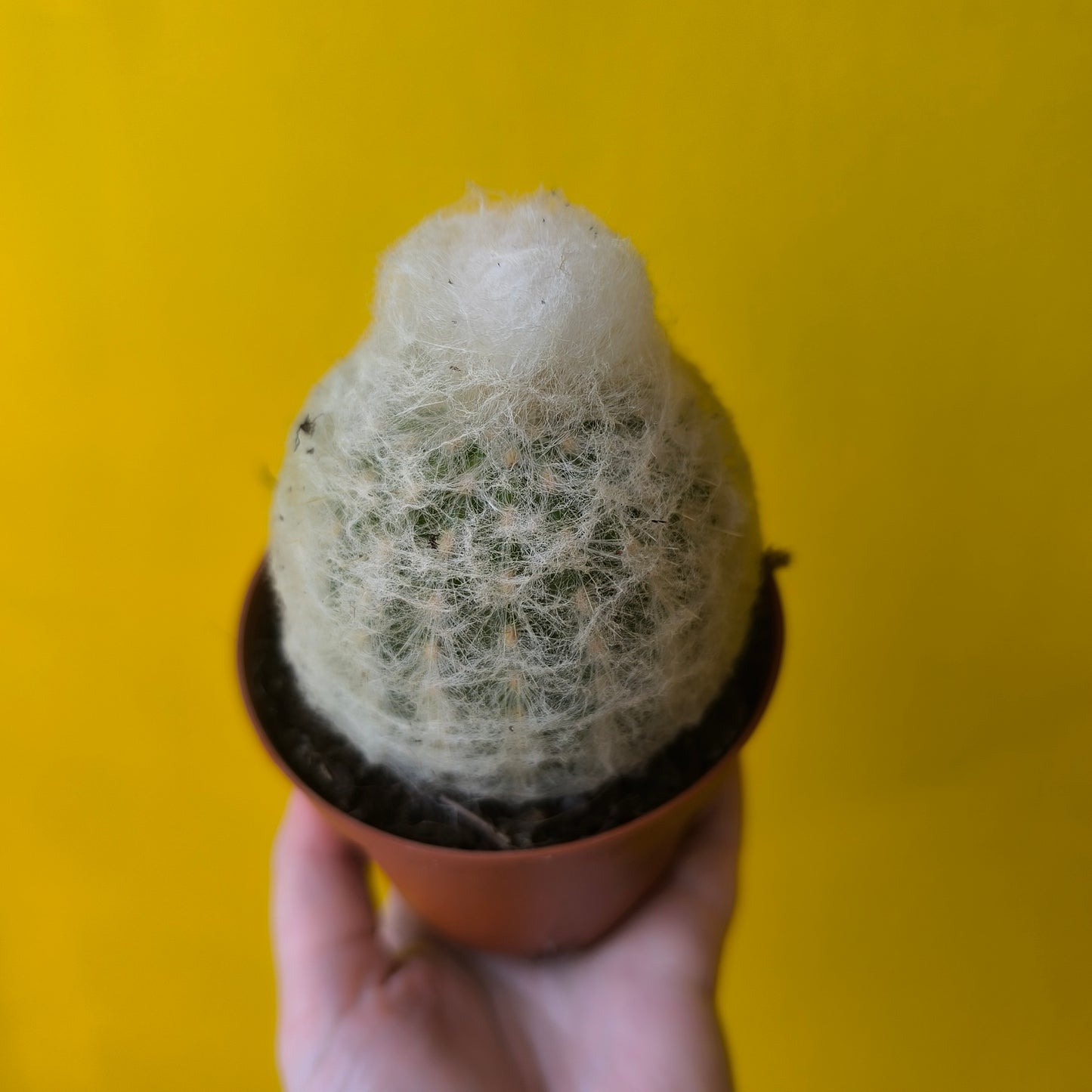 Cactus `Old Man of Peru`- Small