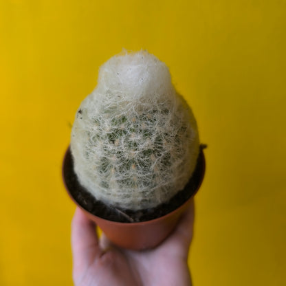 Cactus `Old Man of Peru`- Small