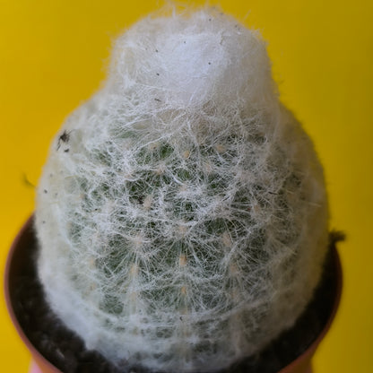 Cactus `Old Man of Peru`- Small
