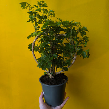 Aralia Tree 'Butterfly' in Heart Shape