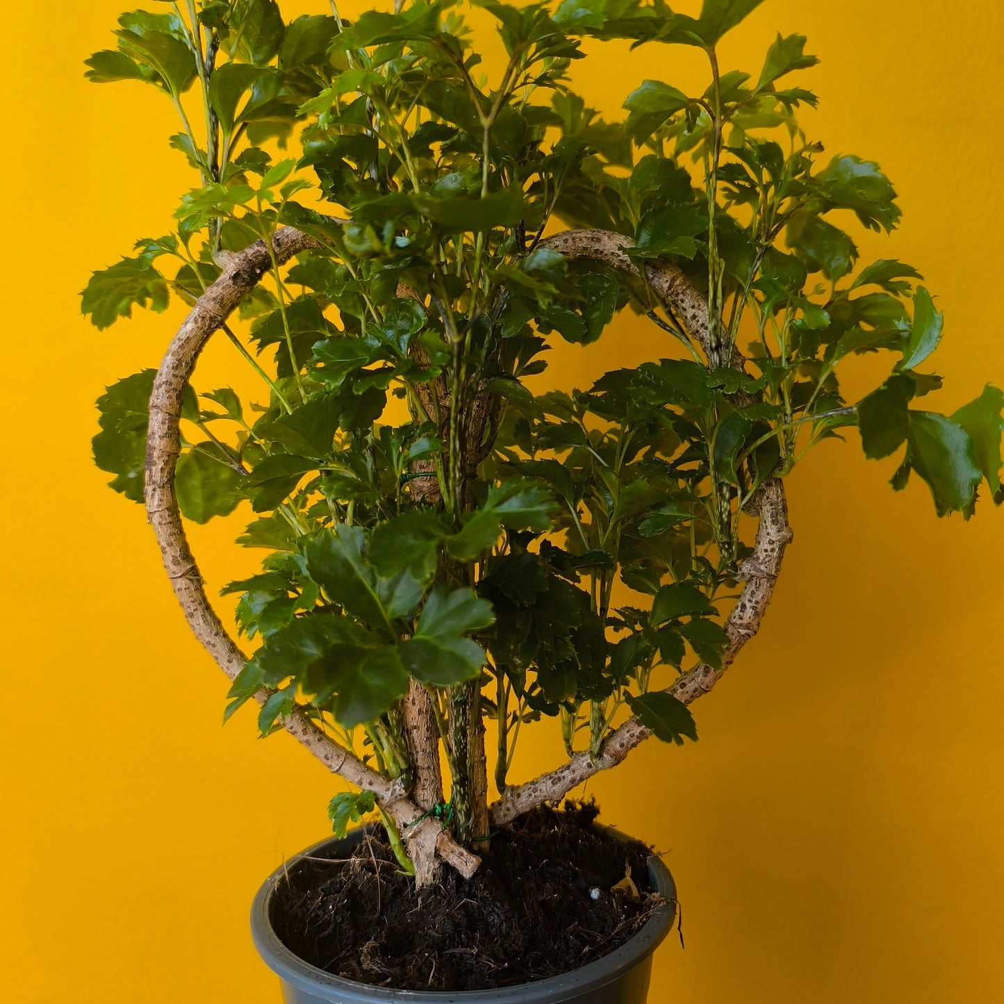 Aralia Tree 'Butterfly' in Heart Shape