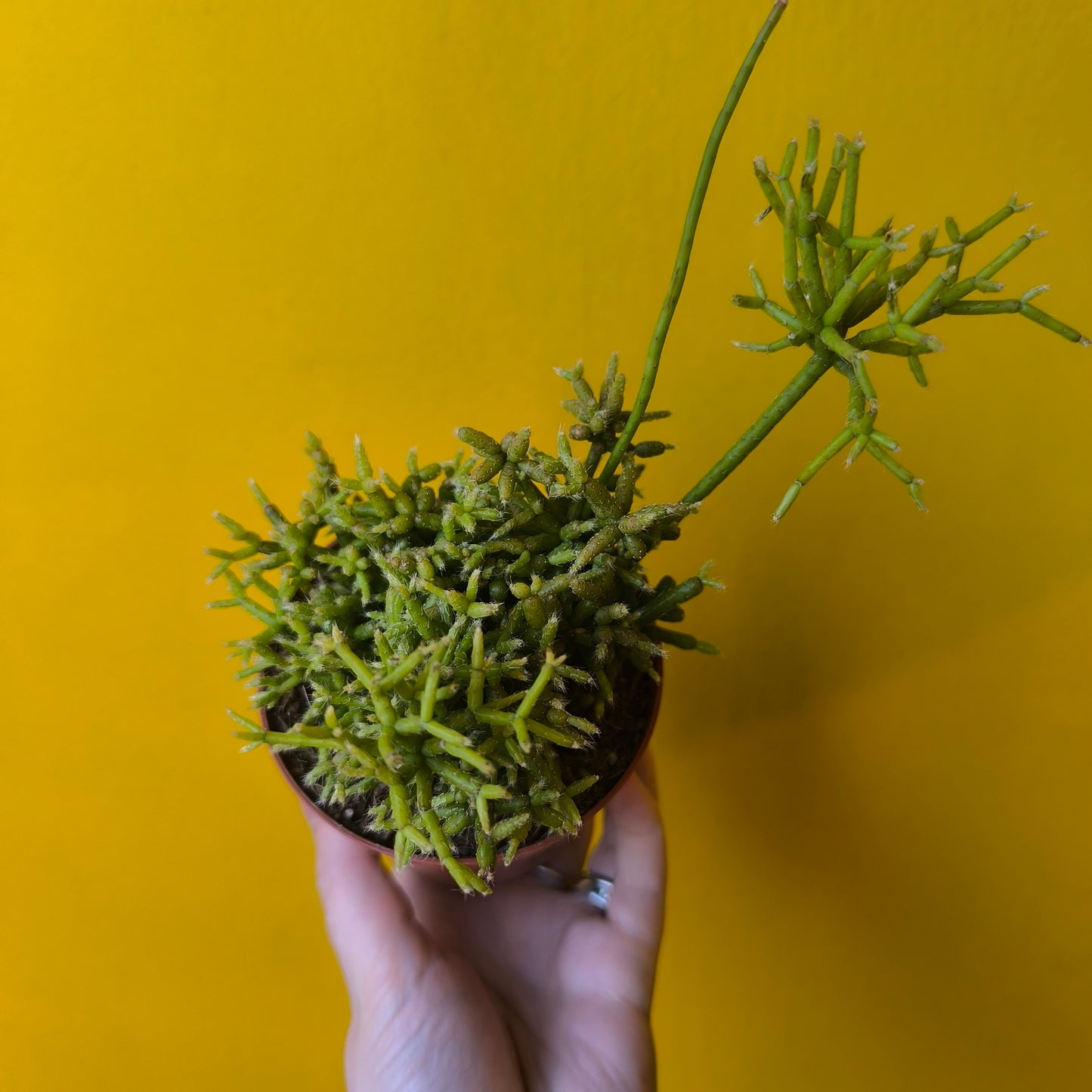 Mistletoe Cactus - Small