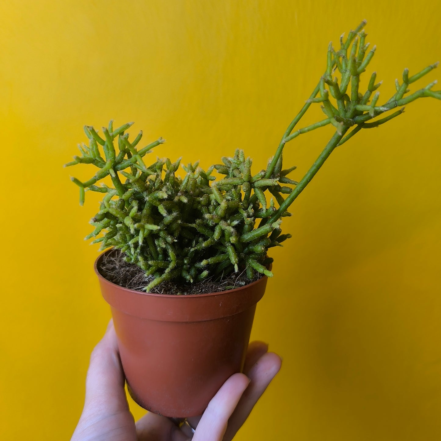 Mistletoe Cactus - Small