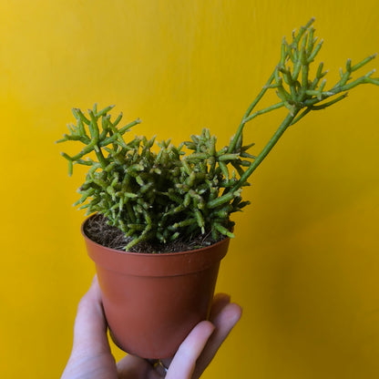 Mistletoe Cactus - Small